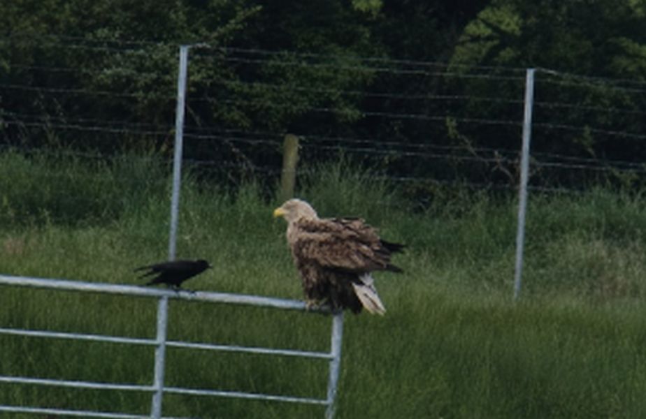White-tailed-Eagle